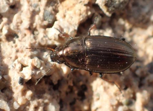 Amara aenea